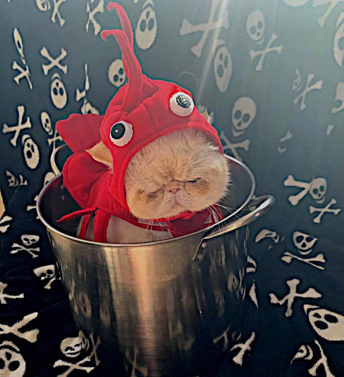 Cat in lobster costume